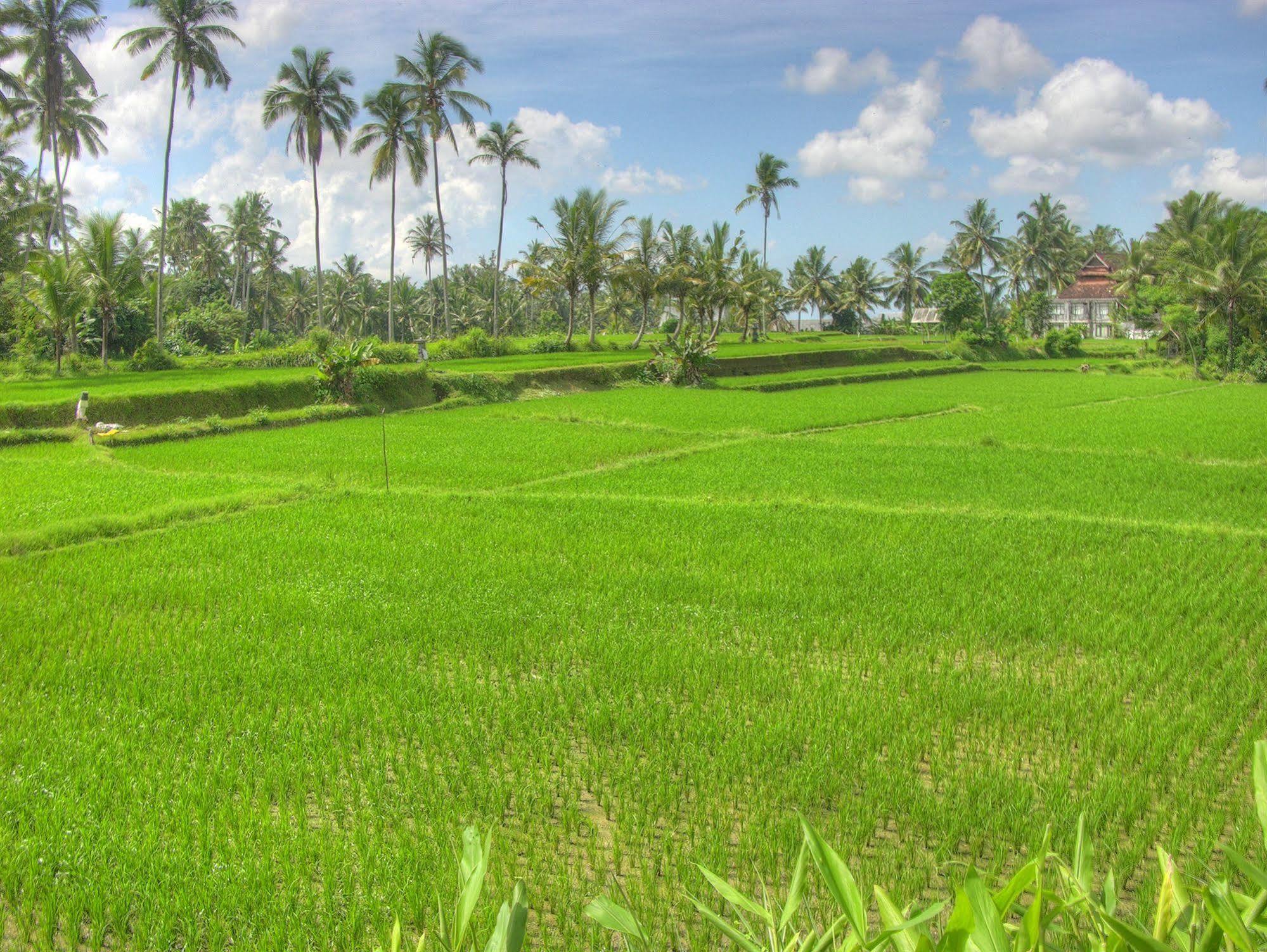 Villa Sabandari Ubud  Bagian luar foto