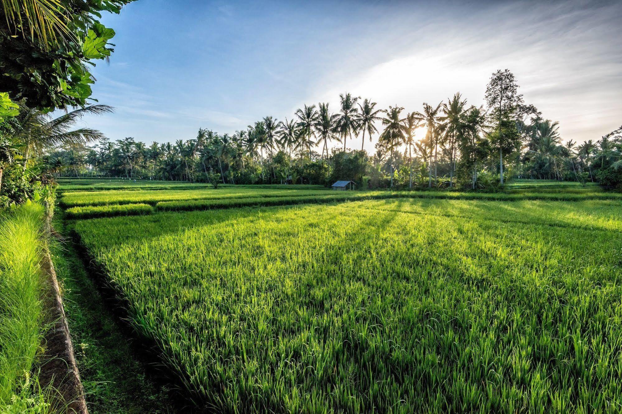 Villa Sabandari Ubud  Bagian luar foto